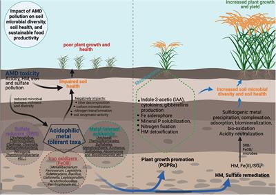 Microbial Community Diversity Dynamics in Acid Mine Drainage and Acid Mine Drainage-Polluted Soils: Implication on Mining Water Irrigation Agricultural Sustainability